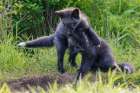 Black phase red fox kits playing near den entrance, Washington State, USA Art Print